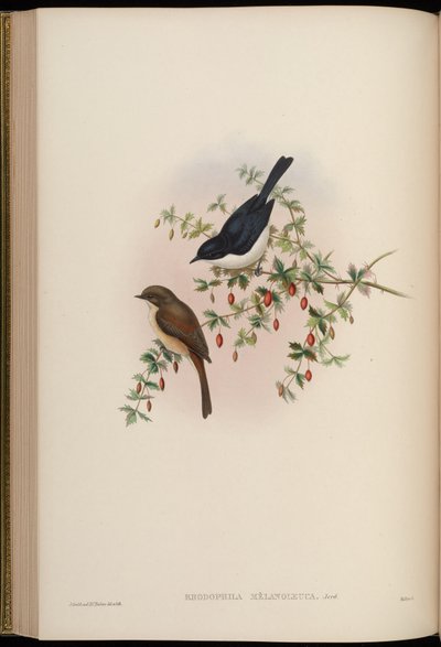 Rhodophila melanoleuca = Saxicola jerdoni ref - John Gould